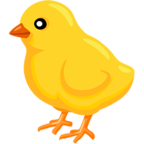 Baby Chick