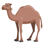 Camel