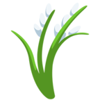 Sheaf of Rice
