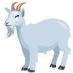 Goat