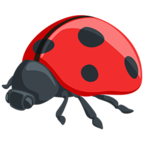 Lady Beetle
