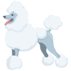 Poodle