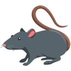 Rat