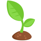 Seedling