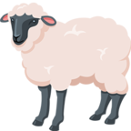 Ewe