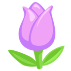 Tulip