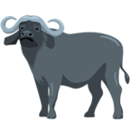 Water Buffalo