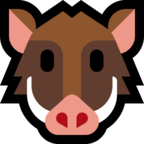 Boar