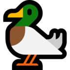 Duck