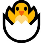 Hatching Chick