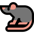 Rat