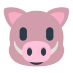 Boar