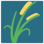 Sheaf of Rice