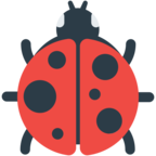 Lady Beetle