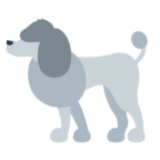 Poodle