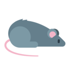 Rat