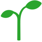 Seedling