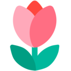 Tulip