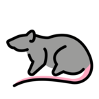 Rat