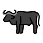 Water Buffalo