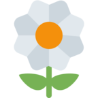 Blossom