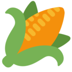 Ear of Corn