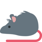 Rat