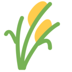 Sheaf of Rice