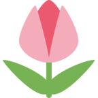 Tulip