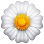 Blossom