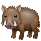 Boar