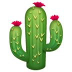 Cactus
