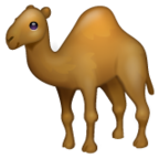 Camel