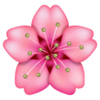 Cherry Blossom