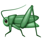 Cricket