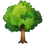 Deciduous Tree