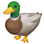 Duck