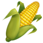 Ear of Corn